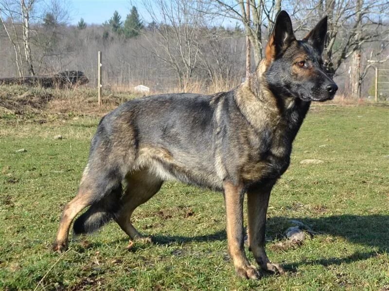 Овчарка зонарного окраса фото Juta z Vetrneho vrchu ZVV1 - Czech German Shepherd Female German shepard puppies