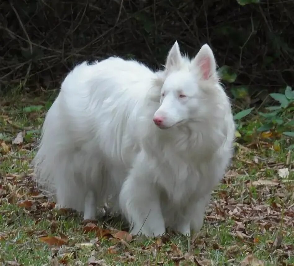 Овчарки альбиносы фото 10 популярных идей на тему "albino dogs" для вдохновения