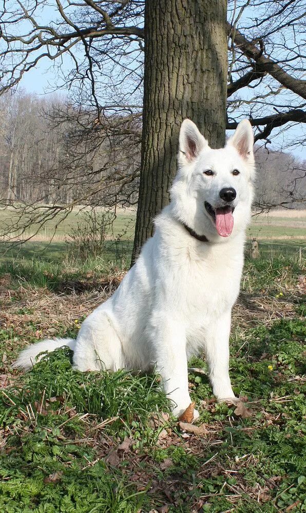 Овчарки альбиносы фото weißer Schäferhund Weißer schäferhund, Schäferhunde, Hunde