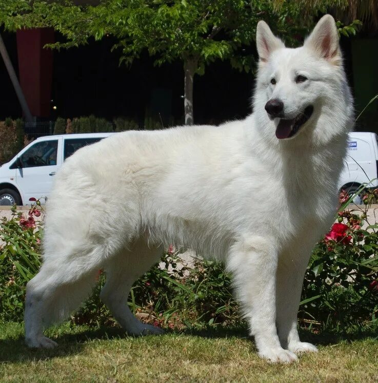 Овчарки альбиносы фото White Swiss Shepherd Dog becomes 219th recognised breed - Dogs Monthly
