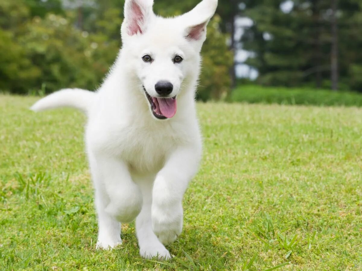 Овчарки альбиносы фото Dog Owners Said Their Pets 'Went Crazy' for This 'Durable' $6 Toy That Has Over 