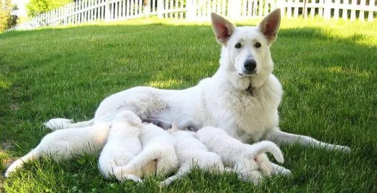 Овчарки альбиносы фото The White Shepherd emerged from white-coat lines of the German Shepherd Dog in C
