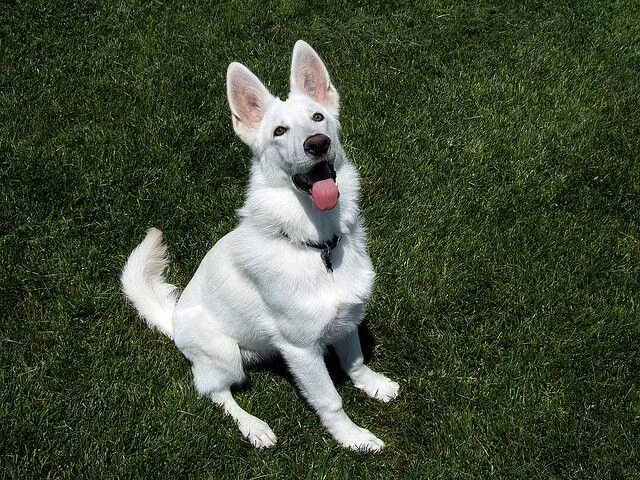 Овчарки альбиносы фото Flickriver: Most interesting photos from White Shepherd Lovers pool White german