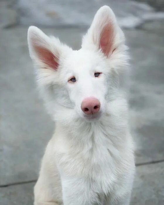 Овчарки альбиносы фото 50 rare albino animals that are beautiful to see in the wild Unusual animals, Ra