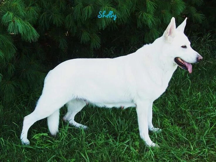 Овчарки альбиносы фото Doggies!에 있는 핀