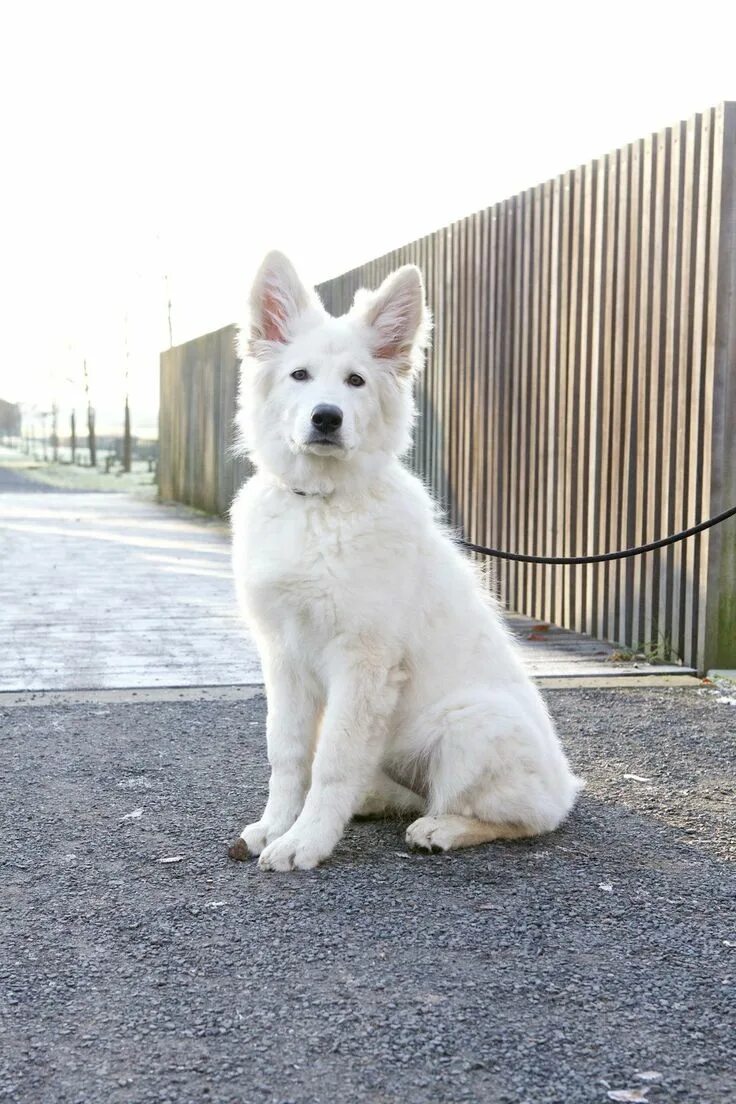 Овчарки альбиносы фото White shepherd - Edin Herdershond, Honden, Dieren