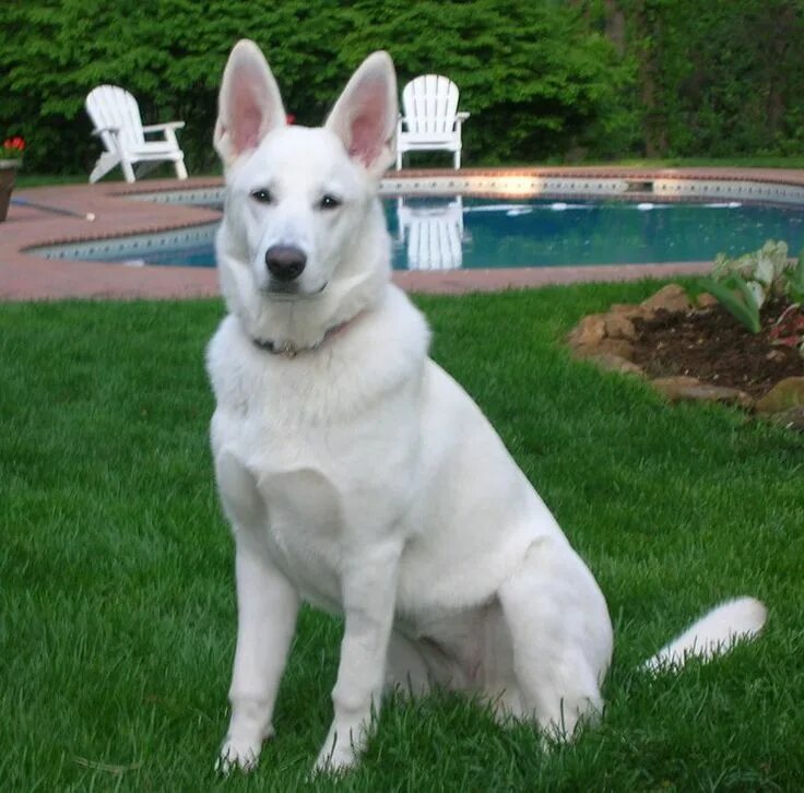 Овчарки альбиносы фото Polarbear's Sophie of Pennsylvania White german shepherd, German shepherd dogs, 