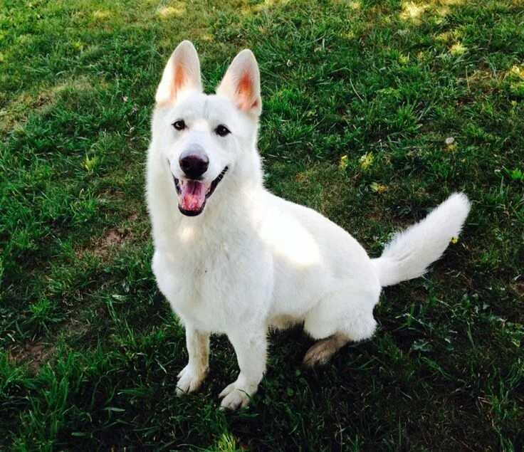 Овчарки альбиносы фото Bellevue German Shepherds White swiss shepherd, White shepherd, White german she