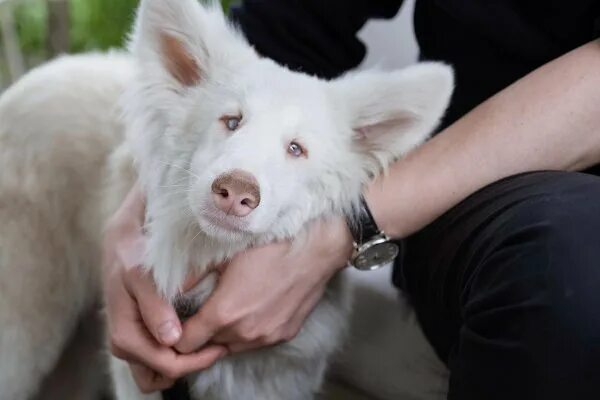 Овчарки альбиносы фото Этого пса зовут Август, его нашли в Москве на улице и приютили. Теперь он стал з
