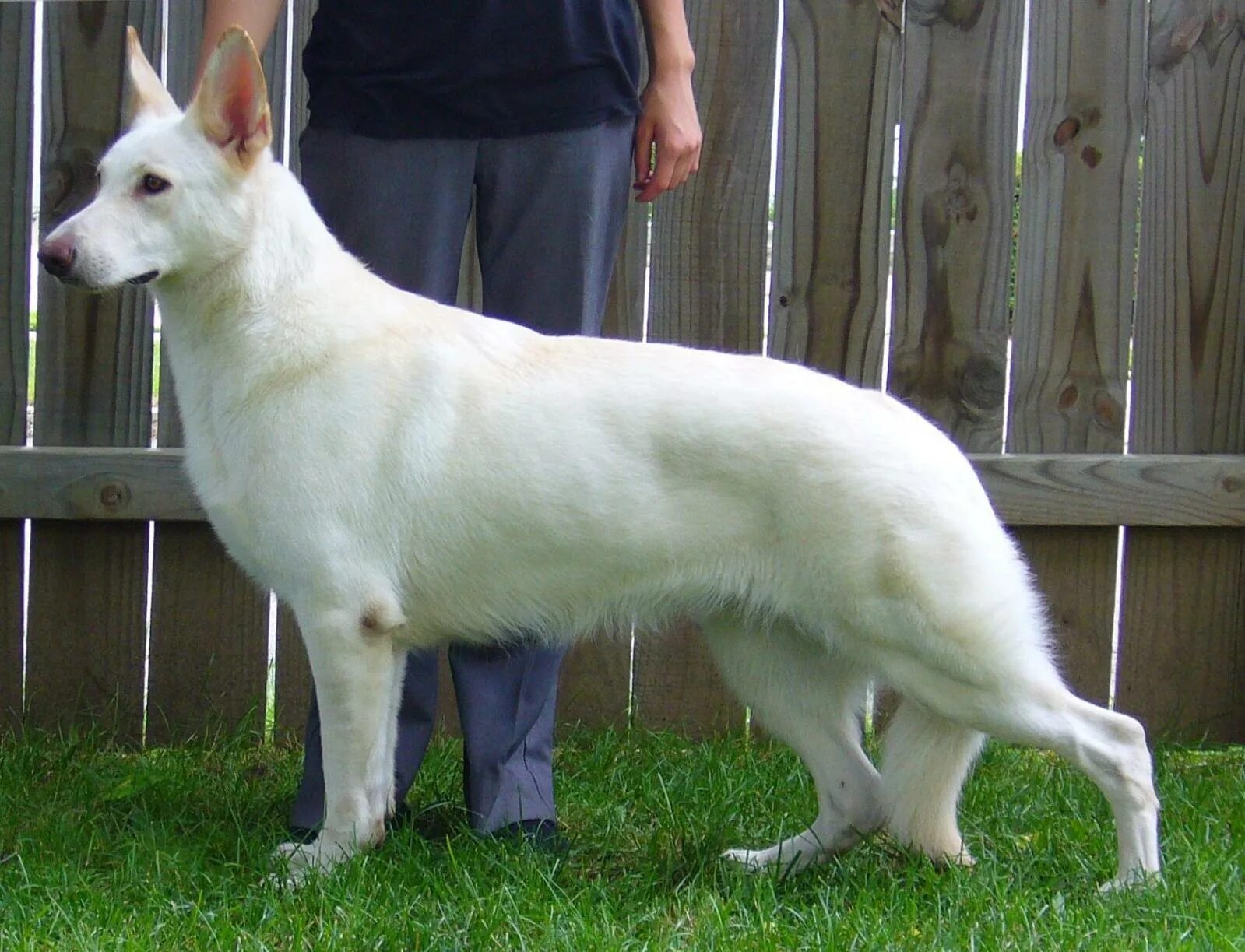 Овчарки альбиносы фото Different types of GSD Page 3