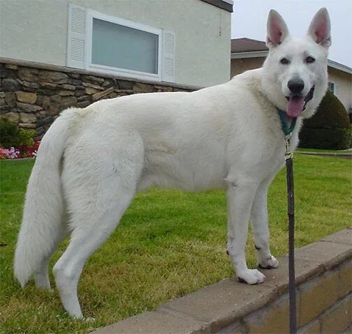 Овчарки альбиносы фото White Coat Color in Dogs White german shepherd, German sheperd dogs, German shep