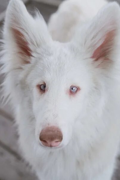 Овчарки альбиносы фото The albino dog named August 2023 Больше, чем фото VK