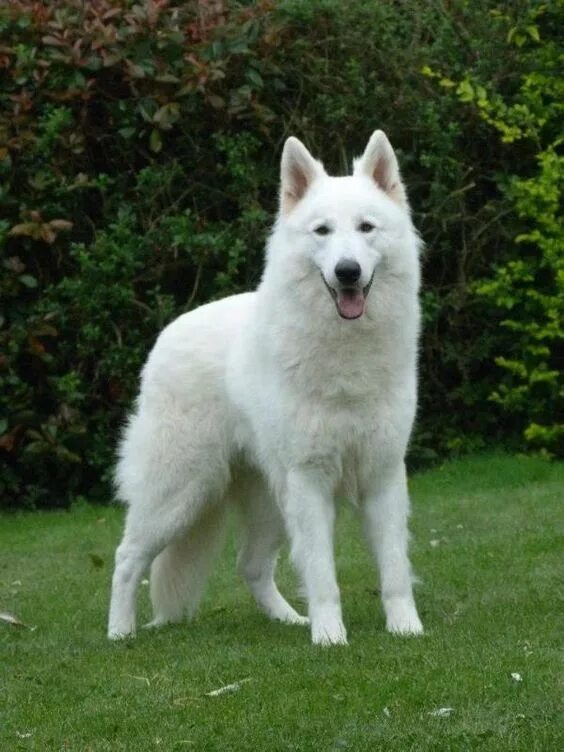 Овчарки альбиносы фото White German shepherd, the best dogs in the world! White german shepherd, Shephe