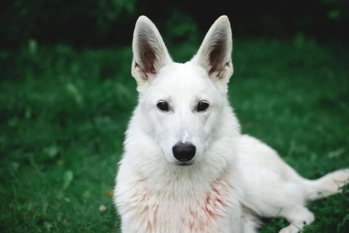 Овчарки альбиносы фото What You Should Know About The White German Shepherd?
