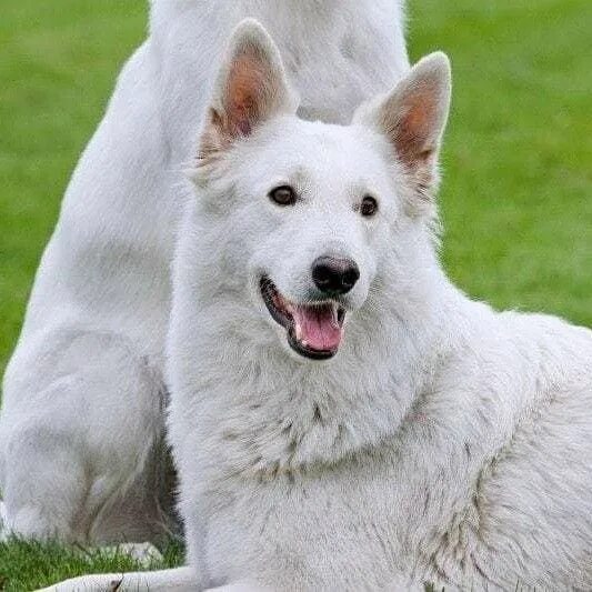 Овчарки белого окраса фото Kennel Club Warns White Swiss Shepherd Dogs Could Be Sold Off Using Cheaper Whit