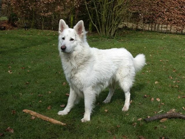 Овчарки белого окраса фото Файл:WhiteShepherd.jpg - Википедия