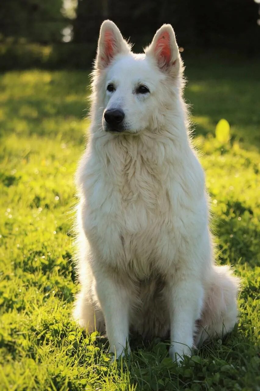 Овчарки белого окраса фото Акита Wiki Dogs World RP Amino