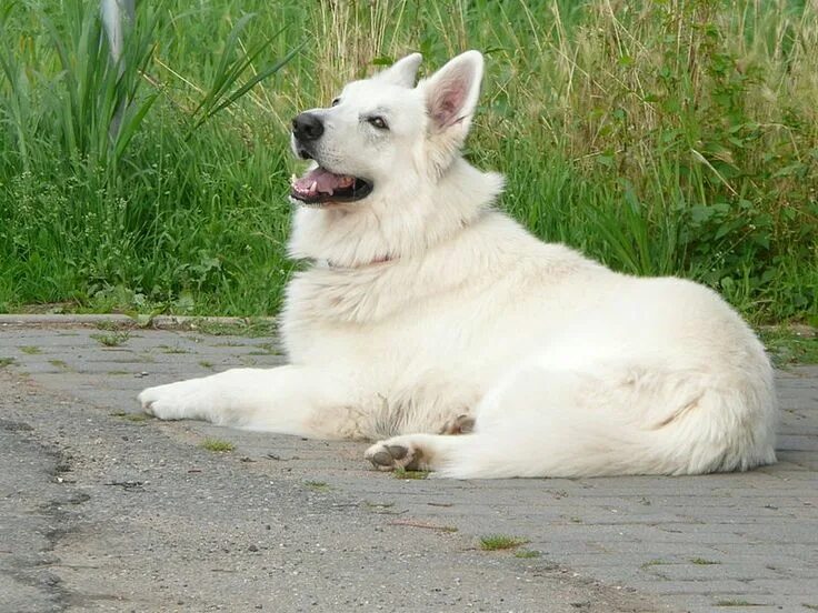 Овчарки белого окраса фото File:Weißer Schäferhund HD.JPG White german shepherd, White shepherd, White swis