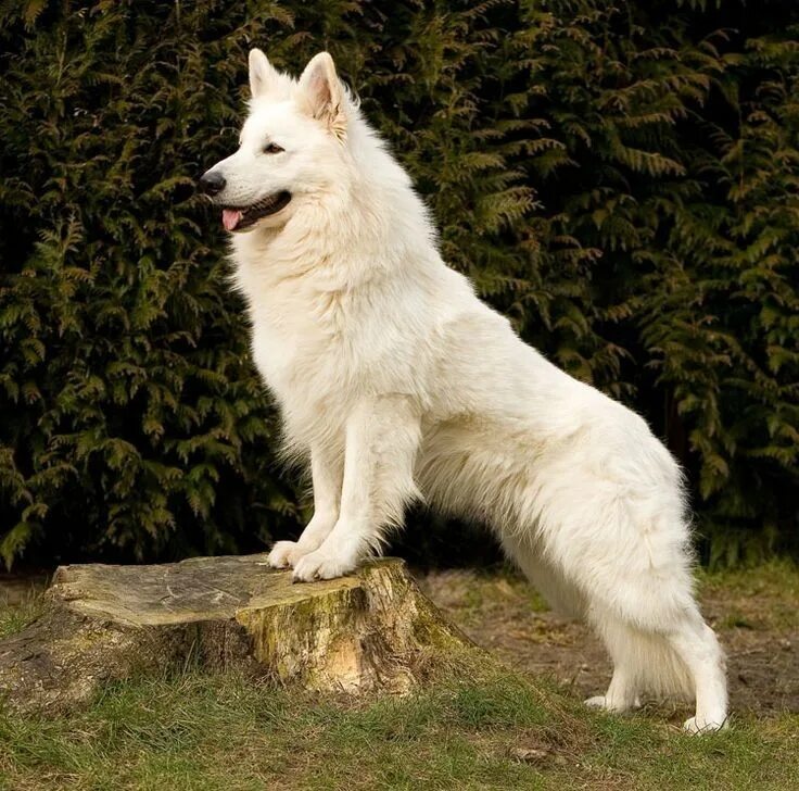 Овчарки белого окраса фото Pin on Home decor in 2024 Cute dogs, Wolf dog, Fluffy dogs
