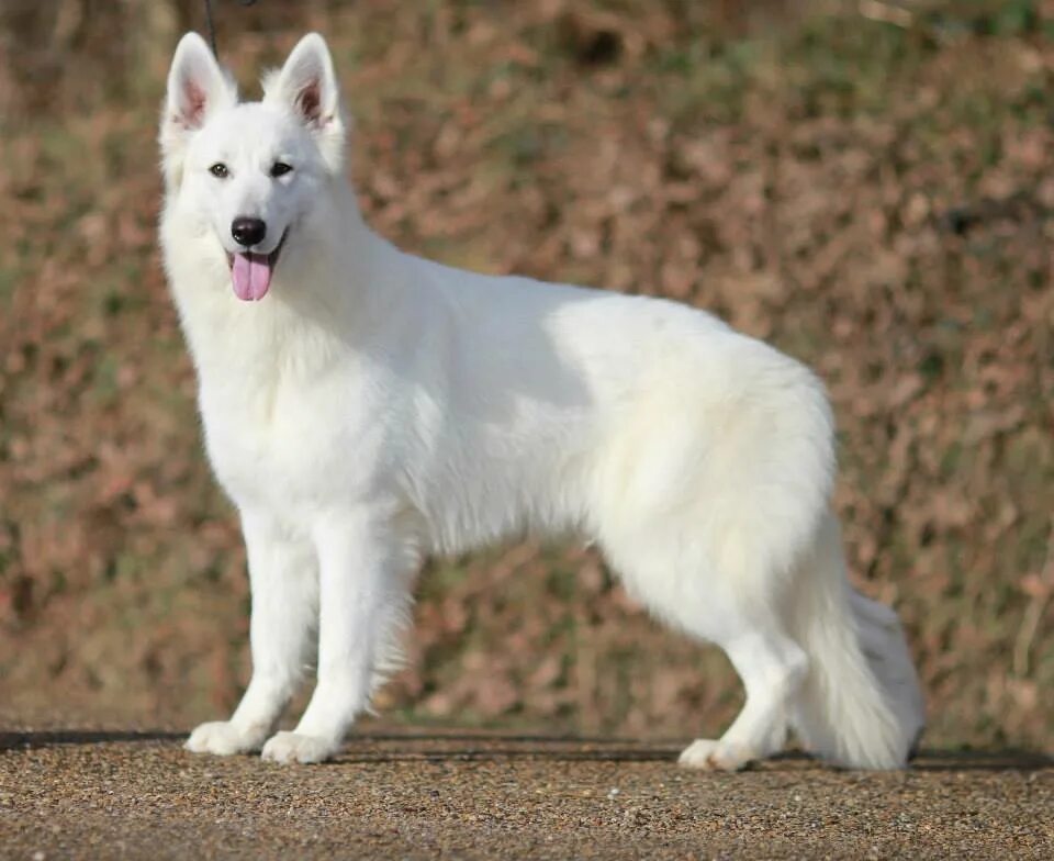 Овчарки белого окраса фото Born To Win White Supernova - Belgian Malinois & White Shepherd Dogs - BTWW - Bo