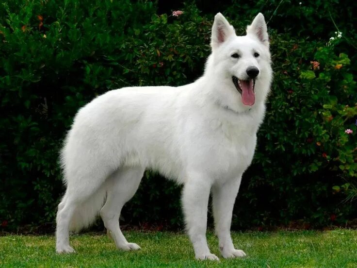 Овчарки белого окраса фото perro-pastor-blanco-suizo-9 White swiss shepherd, Shepherd dog, White shepherd