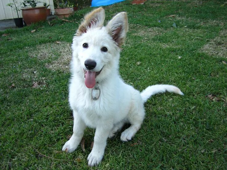 Овчарки белого окраса фото The White Shepherd emerged from white-coat lines of the German Shepherd Dog in C