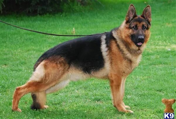 Овчарки чепрачного окраса фото German Shepherd Stud Services Find Elite Stud Dogs Nationwide German shepherd, B