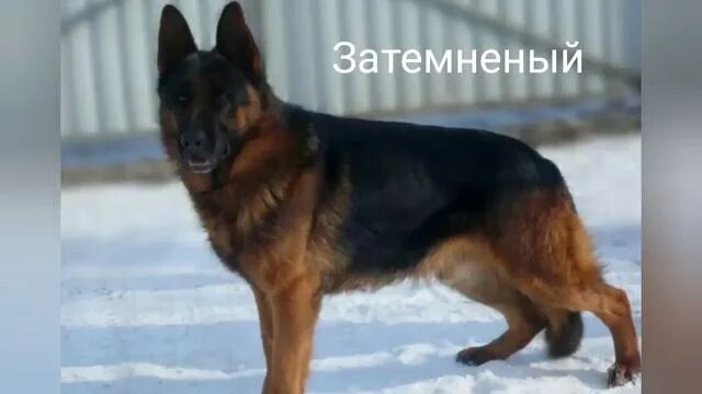 Овчарки чепрачного окраса фото Все СТАНДАРТНЫЕ окрасы немецкой овчарки О некоторых вы даже не знали! - смотреть