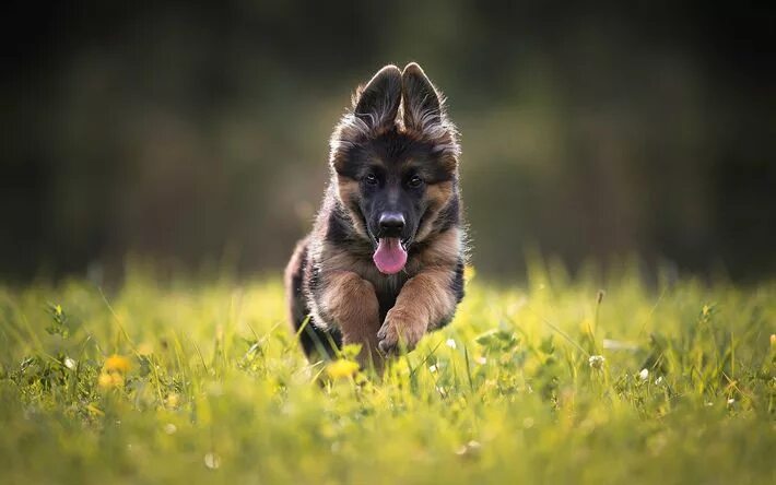 Овчарки лучшие фото Download wallpapers German Shepherd, running dog, lawn, dogs, puppy, cute animal