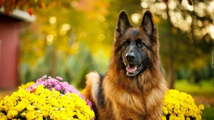 Овчарки лучшие фото Owczarek niemiecki długowłosy Cane da pastore, Pastore tedesco, Animali domestic