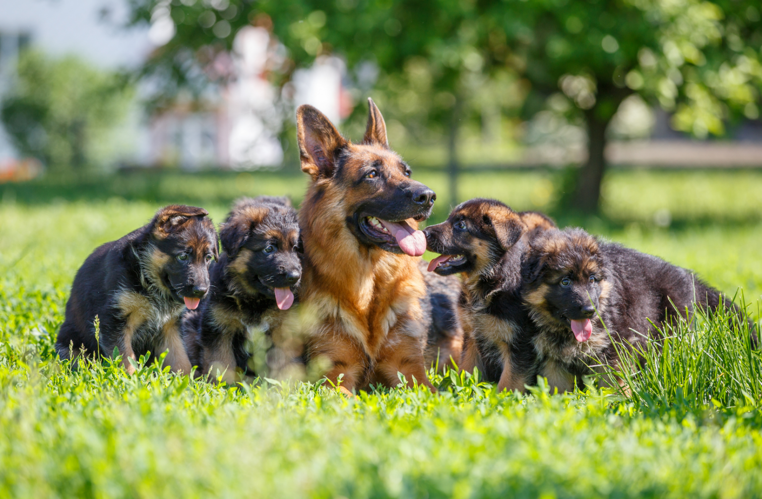 Овчарки лучшие фото Немецкая овчарка: особенности породы, фото, описание - SUPERPET