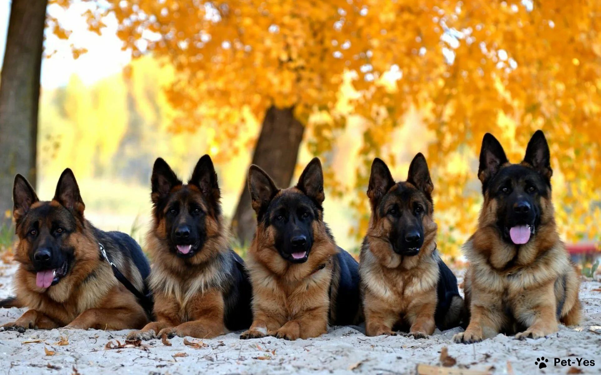 Овчарки лучшие фото Виды овчарок с фотографиями и названиями Описание видов Pet-Yes