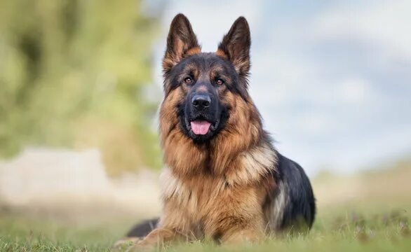 Овчарки лучшие фото "German Shepherd Dog" Зображення - огляд 101,675 Стокові фото, векторні зображен