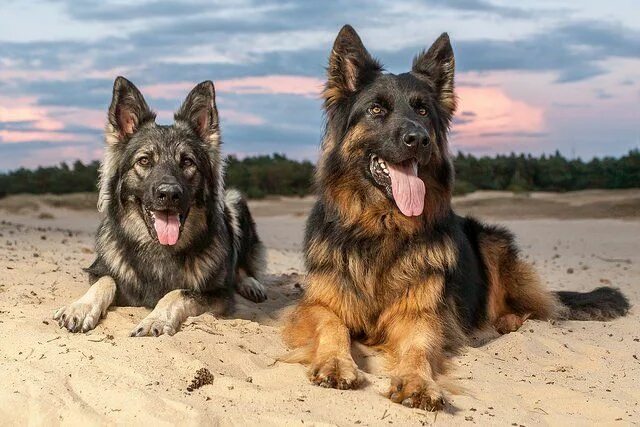 Овчарки мира фото 10 Useful German Shepherd Training Tips - Top Dog Tips German shepherd training,