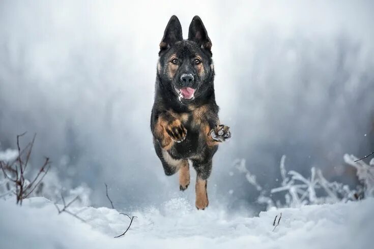 Овчарки немецкие фото на обои winter happiness Dog photography winter, German shepherd dogs, Dog photoshoot