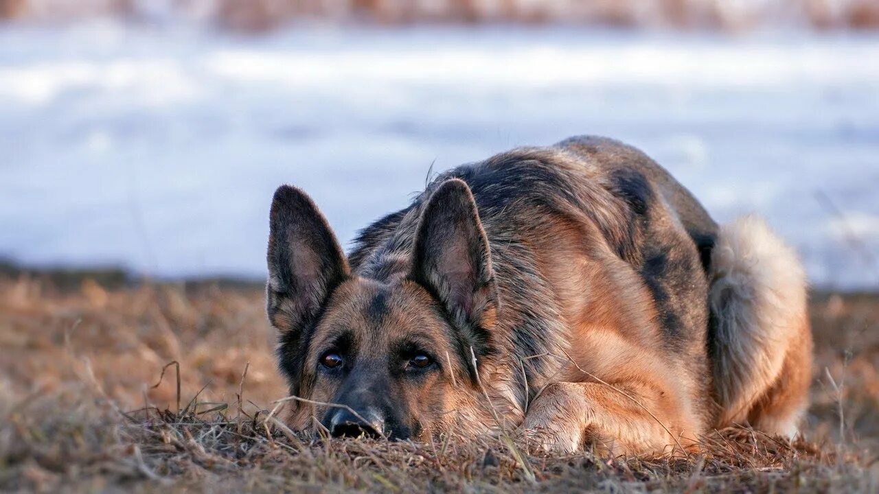Овчарки немецкие фото на обои This is why GERMAN SHEPHERDS are the FUNNIEST DOGS - Funny DOG compilation - You