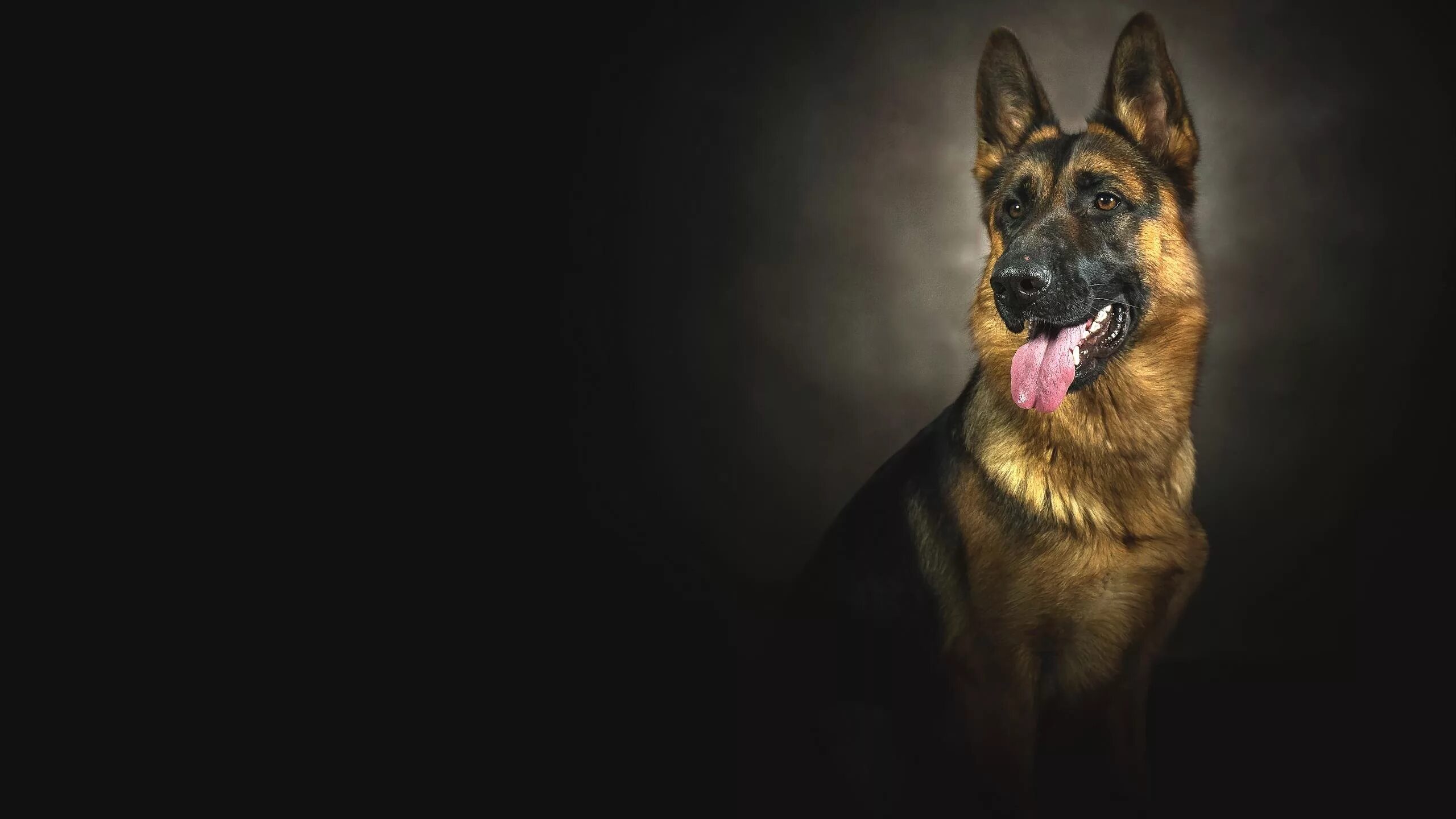 Овчарки немецкие фото на обои German Shepherd wallpapers 2560x1440 desktop backgrounds