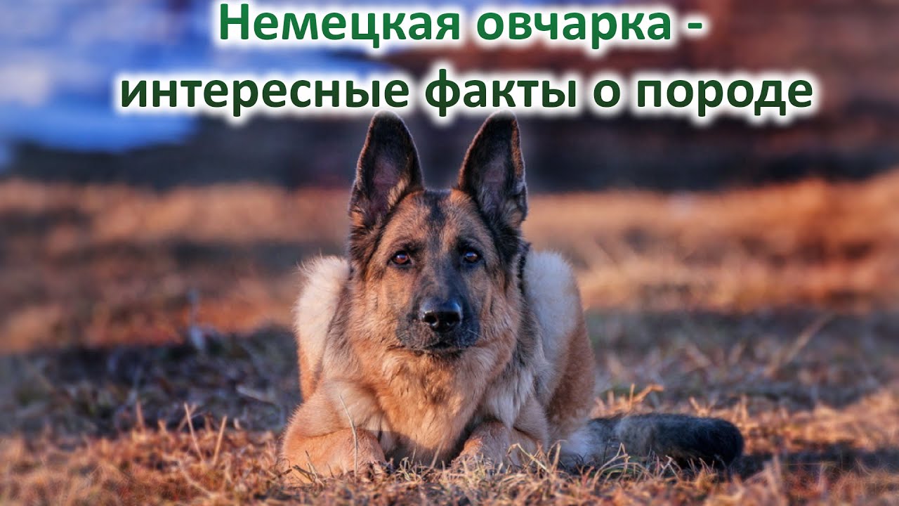 Овчарки немецкие фото на обои Немецкая овчарка - интересные факты о породе. - YouTube