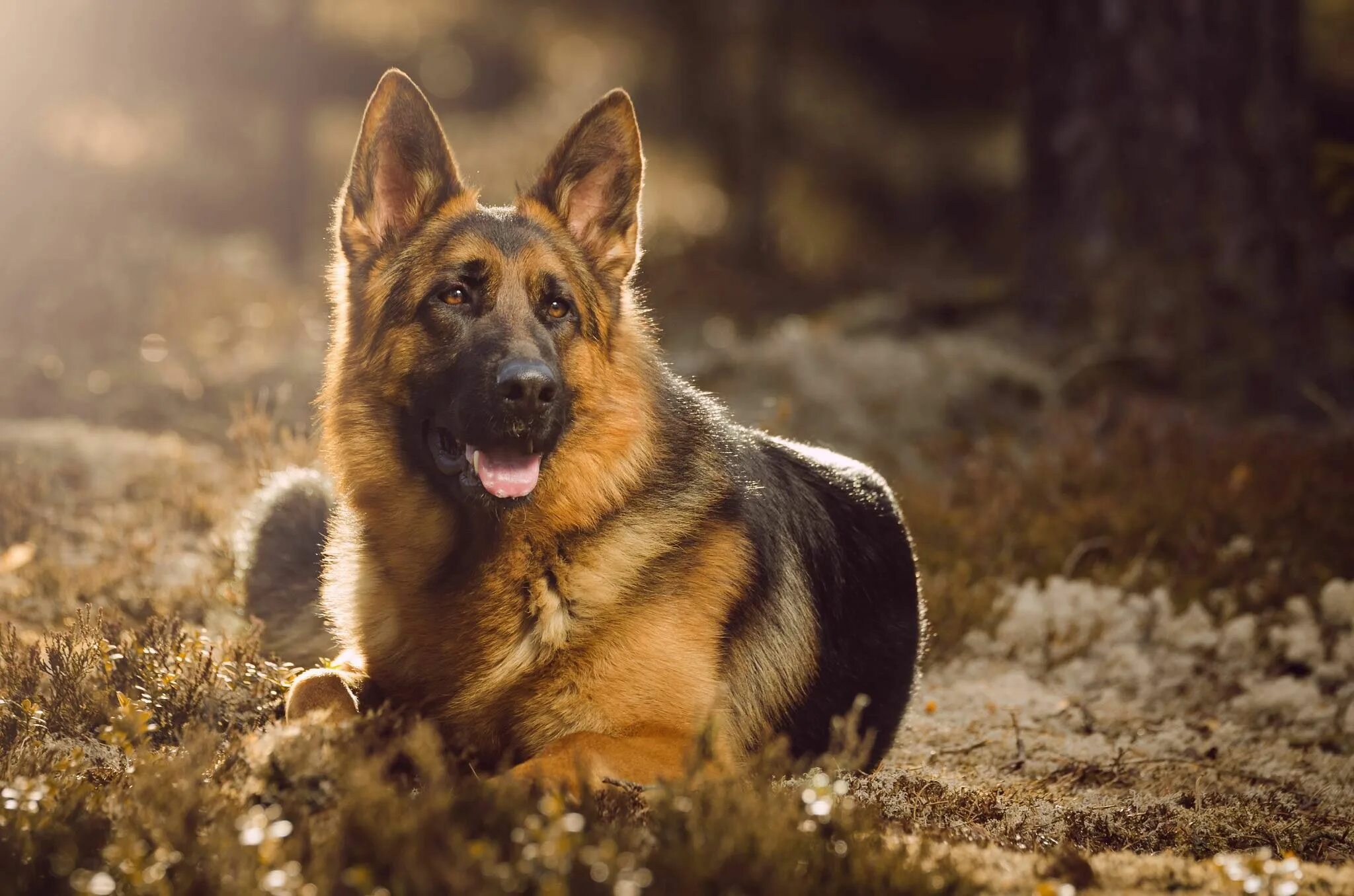 Овчарки немецкие фото на обои Pin by Vanessa Carvell on German shepherds German shepherd photography, German s