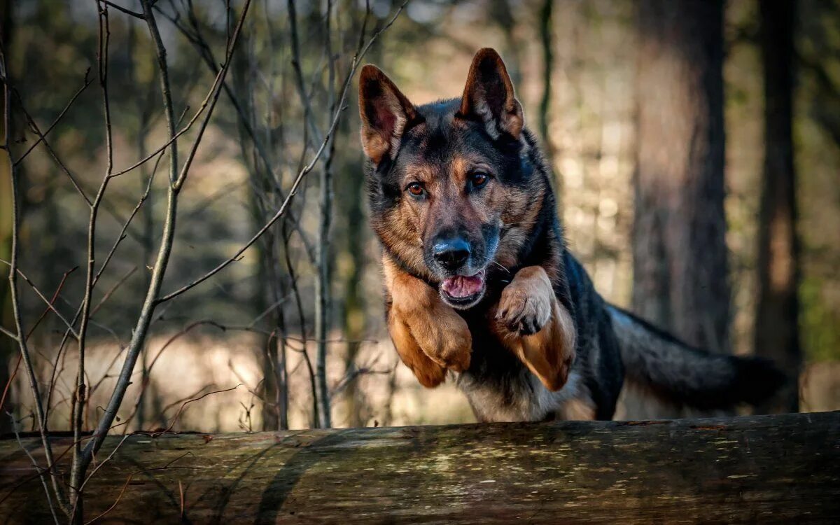 Овчарки немецкие фото на обои Забавные и симпатичные пёсики Shepherd dog breeds, German shepherd wallpaper, Ge