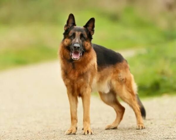 Овчарки немецкие фото в полный рост 300 Nombres para perros pastor alemán German shepherd dogs, German shepherd pupp