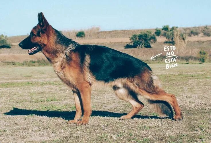 Овчарки немецкие фото в полный рост Los amigos no se compran: 3 razones por las que no comprar animales Pastor alema