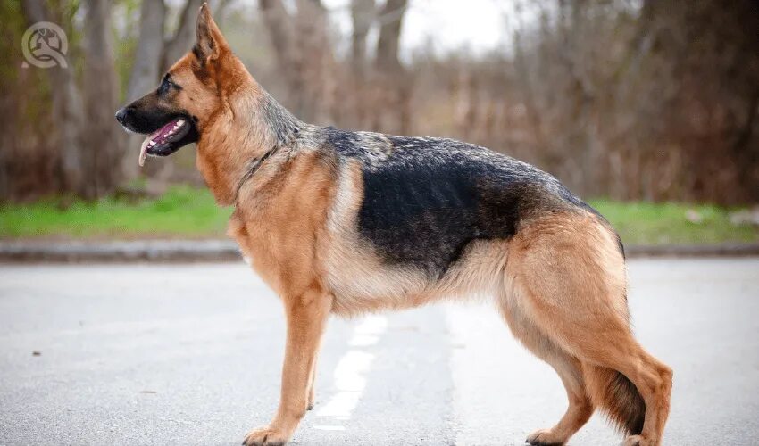 Овчарки немецкие фото в полный рост QC’s Dog Grooming Course: What I Learned in Unit A - QC Pet Studies