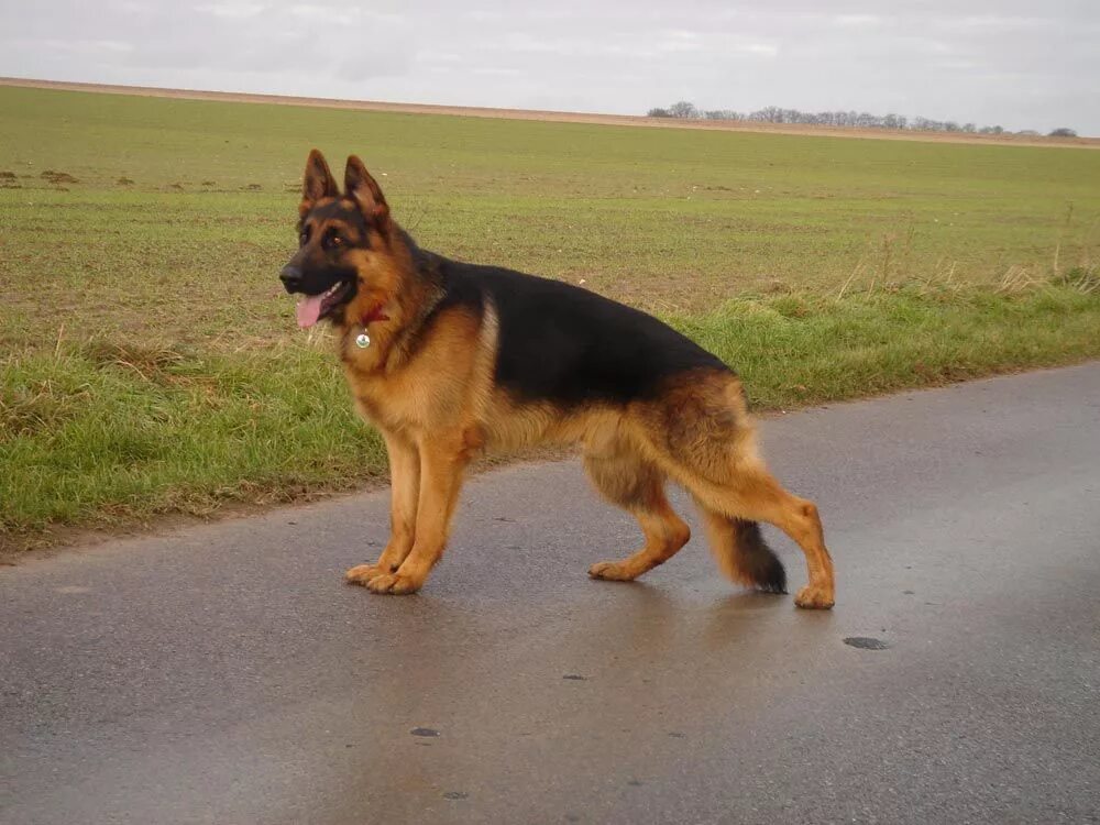 Овчарки немецкие фото в полный рост PASTOR ALEMÁN German sheperd dogs, Shepherd dog breeds, German shepherd dogs