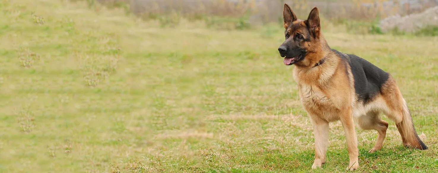 Овчарки немецкие фото в полный рост When Do Male German Shepherds Balls Drop Hotsell poligraf-ti.kz