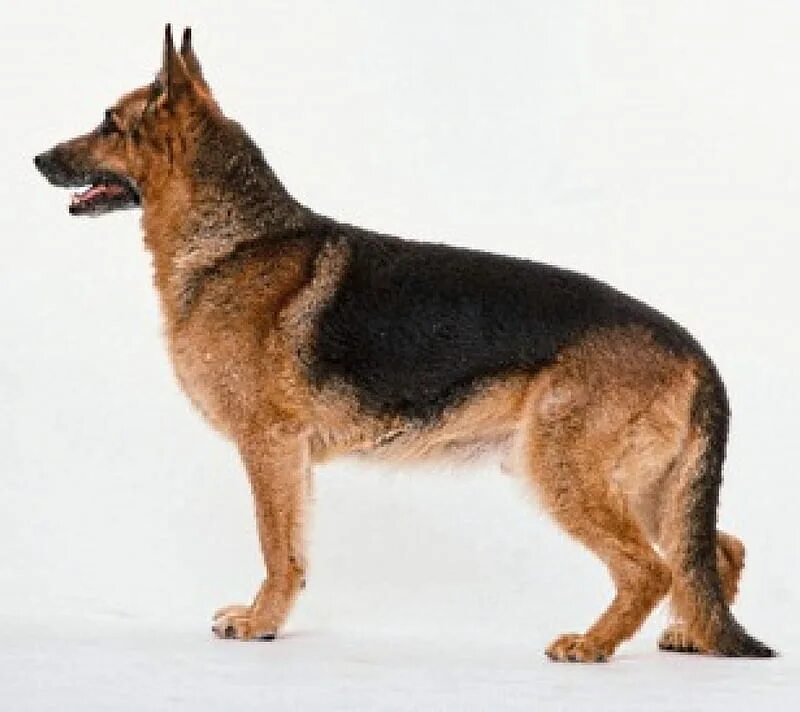 Овчарки немецкие фото в полный рост Dog profile, sideways, german, brown, shepherd, HD wallpaper Peakpx