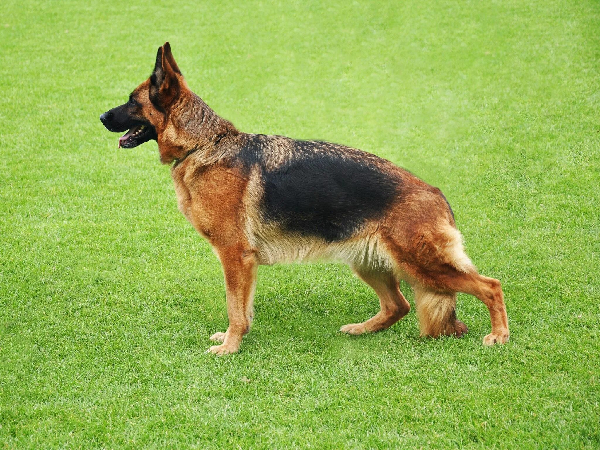 Овчарки немецкие фото в полный рост german shepherd images for desktop background German shepherd, German shepherd t