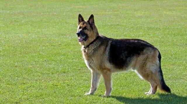 Овчарки немецкие фото в полный рост The German Shepherd: An Intelligent and Courageous Working Dog Shepherd dog bree