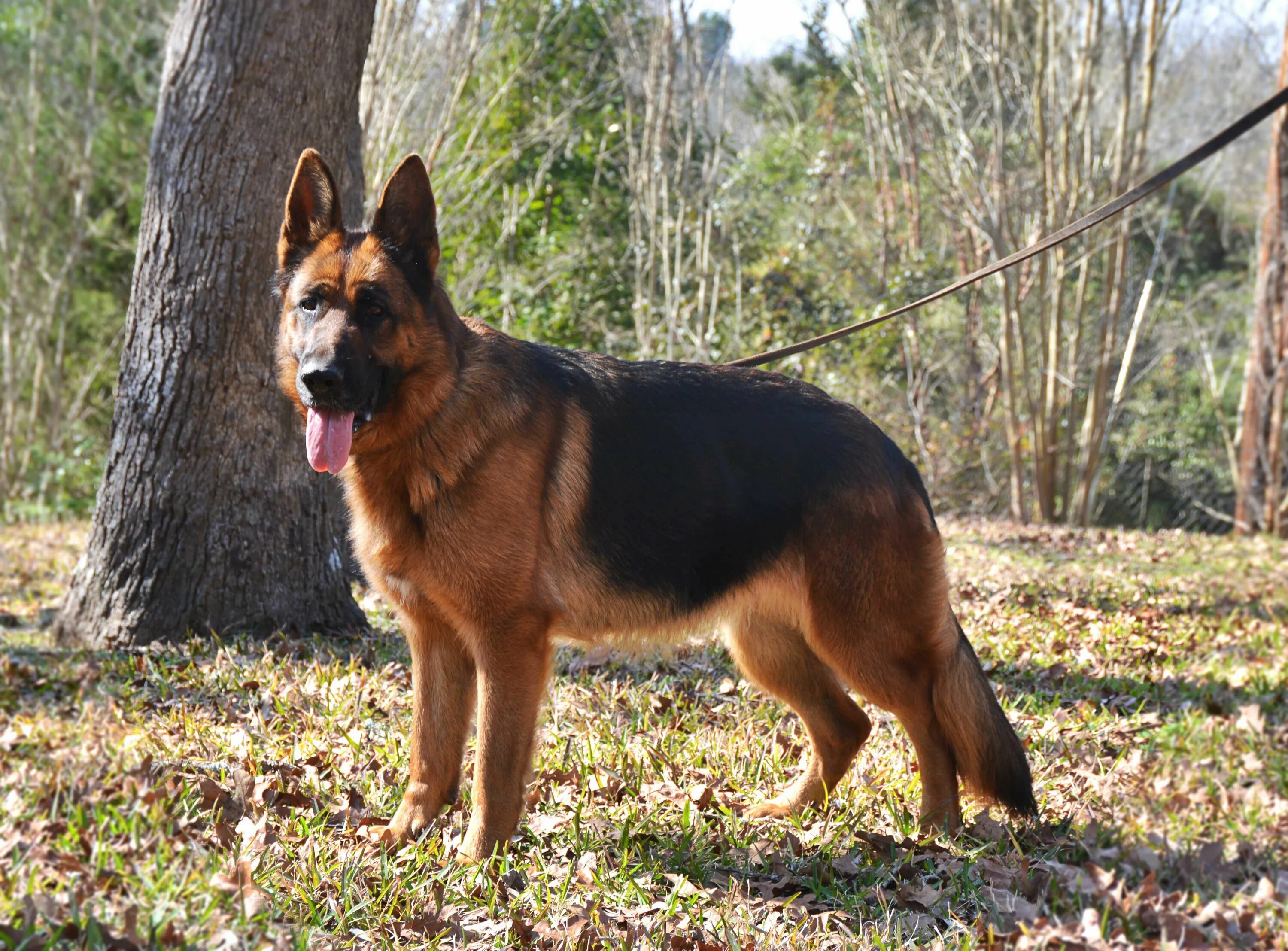 Овчарки немецкие фото в полный рост german shepherd - Google Search German shepherd photos, German shepherd, German 