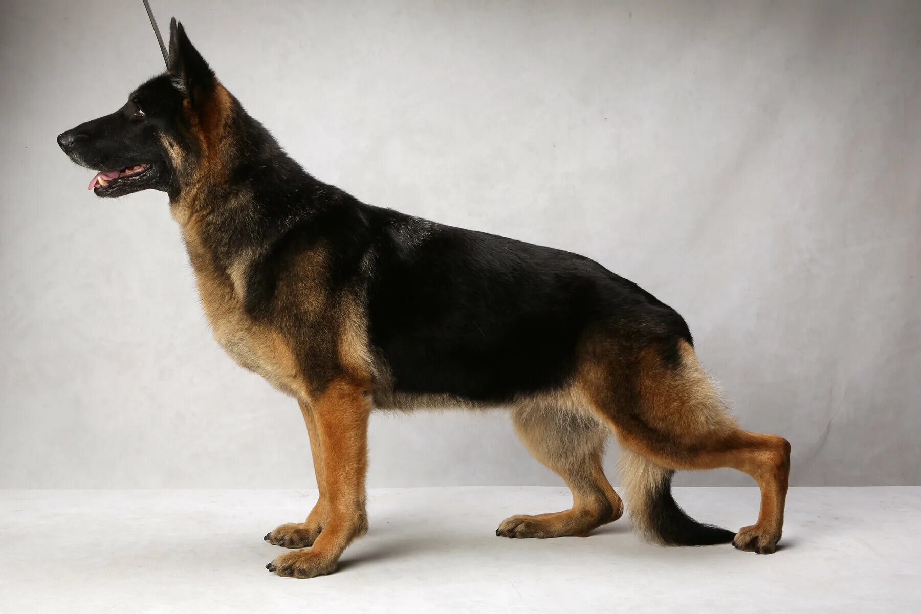 Овчарки немецкие фото в полный рост Opinion This Quiz Will Change the Way You Think About Dog Breeding - The New Yor